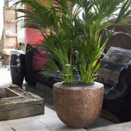 Overdekt Tuinman Natuurlijke Trendy Zaad Koper