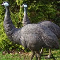 Standbeeld Struisvogel