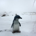 Baby Pinguïn Standbeeld