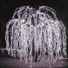 Heldere Weeping Willow Tree