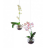 Vliegende Orchideeën