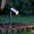 Miiko Projector