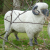 RAM Standbeeld