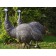 Standbeeld struisvogel sfeer Tex Artes JardinChic