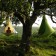 Tente Suspendue Cacoon Single Blanc et Vert Hang In Out JardinChic