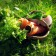 Wortel en radijs plant Jardinchic