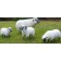 Statue Mini Bélier Blanc Tête Noire avec Statue Brebis Tête Haute, Statue Mini Brebis Tête Basse et Statue Mini Mouton (vendues séparément) Tex Artes Jardinchic