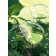 Fauteuil Flower Transparent avec Coussin Vert Magis JardinChic