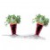 Detail van 2 wortelen te planten SERINGEN Force Jardinchic