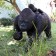 Standbeeld Gorilla met baby Tex Artes JardinChic