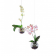 Flying Orchids 16cm Evervit Jardinchic