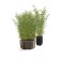 Collection Cassero avec le pot Cassero Long et le pot Cassero 60 Serralunga Jardinchic