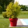 Pot Ikon Euro3Plast JardinChic