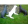 Statues Otarie Gris Blanc et Noir Tex Artes Jardinchic