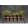 Veel van 5 wortelen te planten met ondersteuning van lila ForceJardinchic